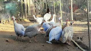 Galinhas D'angola, Ganhei Alguns Patinhos para Ornamentar o Sitio.