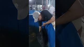 1 ikan kuning berhadiah 5000 berlaku kelipatannya