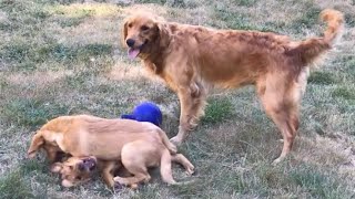 12 week old goldador puppies playing with mom