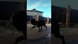 Счастливая собака! Неаполитанский мастиф./Happy dog!  Neapolitan Mastiff.