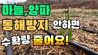 마늘 양파 동해방지 안하면 수확량 줄어요! 마늘동해방지, 양파동해방지, garlic, onion