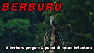 3 HARI MENCARI SPOT PERGAM DI HUTAN & LANGSUNG BERBURU PERGAM & PUNAI👍👍