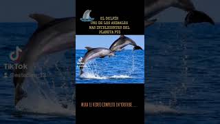 El delfin(características)pt2 #shorts #delfín #aqua #animales #evolución #tiktok #mamíferos #curioso