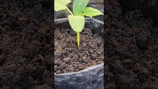 Grow Cucumber #plants #garden #harvest #cucumber #farming #organic #horticulture