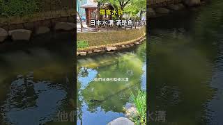 日本水溝滿是魚 水真乾淨