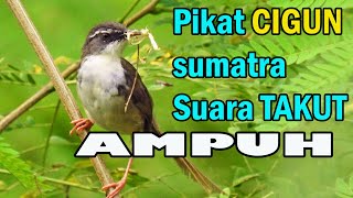 Pikat ciblek gunung paling ampuh suara takut burung liar langsung ngumpul.