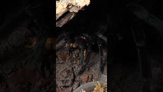 Out the shadows 👀🕷️#pamphobeteusspcascada #spider  #tarantula #takedown