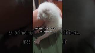 Ela encontrou um filhotinho de gato abandonado #shorts