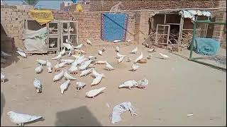 Friend ki Chhat per pigeon Shonk #masadbirds