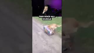 This dog must work out #pablo #pablovintura #trending #viral