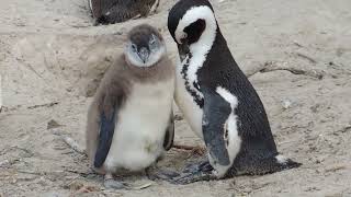 Amazing Facts About Penguin