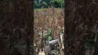 hardworking students! #corn #harvesting