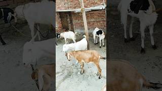 bakra #shorts #viral #bakra #bakridmubarak #bakridspecial #goats