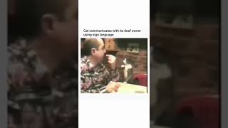 Cat does sign language to its deaf owner for food #cats #dogs #shorts