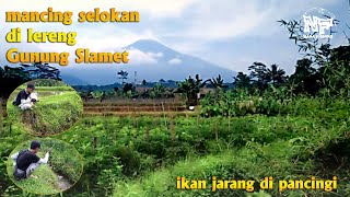 micro fishing || mancing selokan di lereng gunung slamet || ikan jarang dipancingi #microfishing