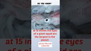 fact 50, squid eyes