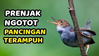 PRENJAK gacor FULL emosi !!!! PRENJAK MERAH GACOR | COCOK BUAT MASTERAN & PIKAT PRENJAK TAMU