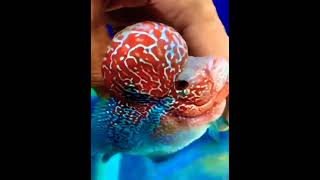 MONSTER KOK FLOWERHORN#shorts #flowerhorn #feeding