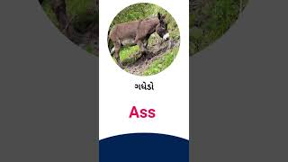 Ass meaning in Gujarati - English Dictionary