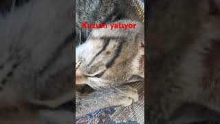 Kedi sevenler