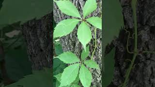 Skin Sensitivity Alert: Virginia Creeper and the Itching Truth Revealed! #nature, #beautiful, #cool