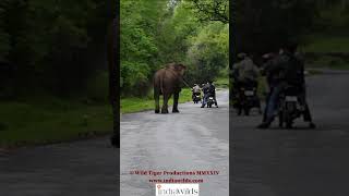 #elephantattack  Stupid #bikers #shorts #wildlife #animals #naturelovers #travel #explore #India