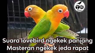 Suara lovebird ngekek panjang | masteran ngekek jeda rapat #lovebirdngekekpanjang