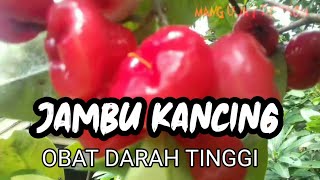 JAMBU KANCING