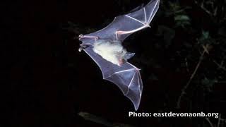 Listening for the Greater Horseshoe Bat at Sharpham