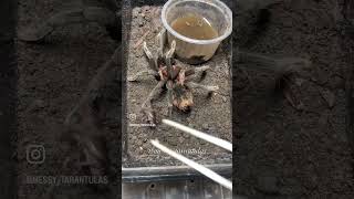 Tarantula feeding time!!