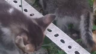 Kucing, "kucil" sedang makan bersama induknya