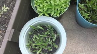 My wildflowers part 2. The early prairie bloomers