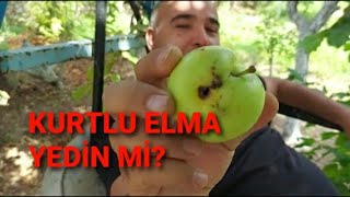 Kurtlu Elma yenir mi? Köy anıları -1-