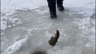 Maine ice fishing jigging for cusk Moosehead Lake #shorts #maineoutdooradventures