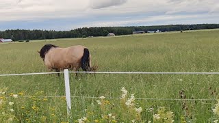 Hummani hei eli kuinka autosta kuvataan laaduton video