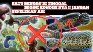 TERBUKTI!! BEGINI TIPS AGAR CHANNA TETAP HIDUP KETIKA AKAN DI TINGGAL BERHARI HARI #aurantimaculata