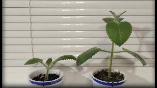 Rýmovník citronový - TIMELAPSE - Plectranthus amboinicus / Mexican mint /Cuban oregano Spanish thyme