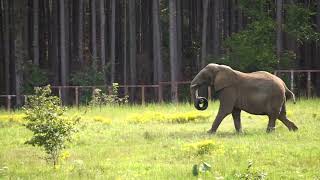 The Elephant Sanctuary | Donna Carrying Tire Through Habitat