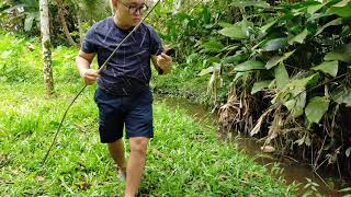 Pancing dalam parit dapat banyak ikan haruan