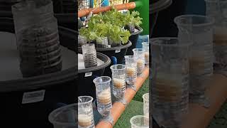 AQUAPONICS