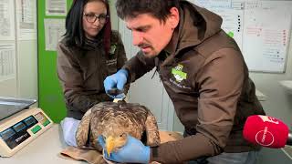 Clinical evaluation of a injured White-tailed eagle