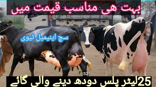 we want to show this video to cow lover people| people can buy cow on low rat |#australia cow  #cow