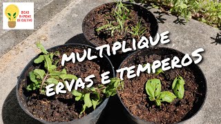 COMO MULTIPLICAR ERVAS E TEMPEROS 🌿 - Dicas Rápidas de Cultivo Episódio 3