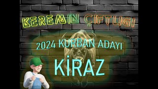 Keremin Çiftliği 2024 Kurbanlık Büyükbaş Kiraz - SATILDI