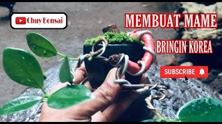 MEMBUAT BONSAI MAME BRINGIN KOREA