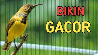 🔴BIKIN GACOR❗❗ PANCINGAN SOGON BIAR BISA GACOR