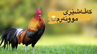 کەڵەشێرێکی موونەرم ببینە 😂