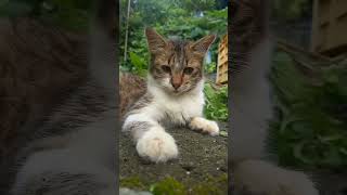 Fun time | We-The Time Travellers #cat #catvideo  #youtubeshorts