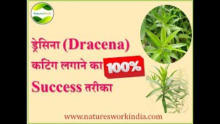 NaturesWork|Dracina|Dracina propagation|Dracina kaise lagaye|100%success method|Dracina by cutting