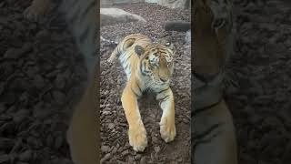 The Beautiful Tiger at Blackpool Zoo